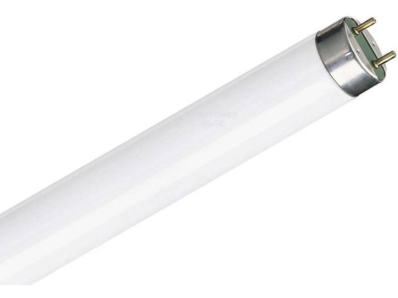 Schiefer Tl Lamp 36w 840