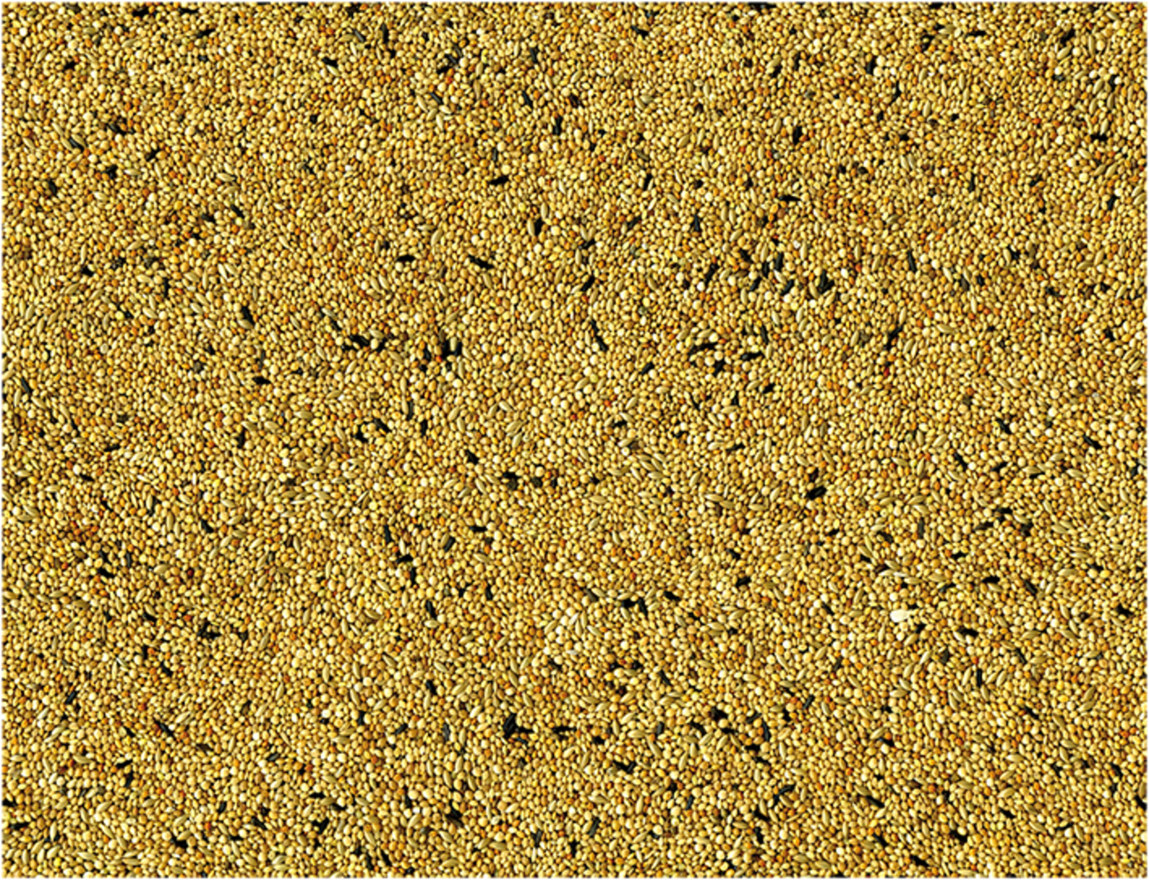 Tropische Vogels 1 kg 2