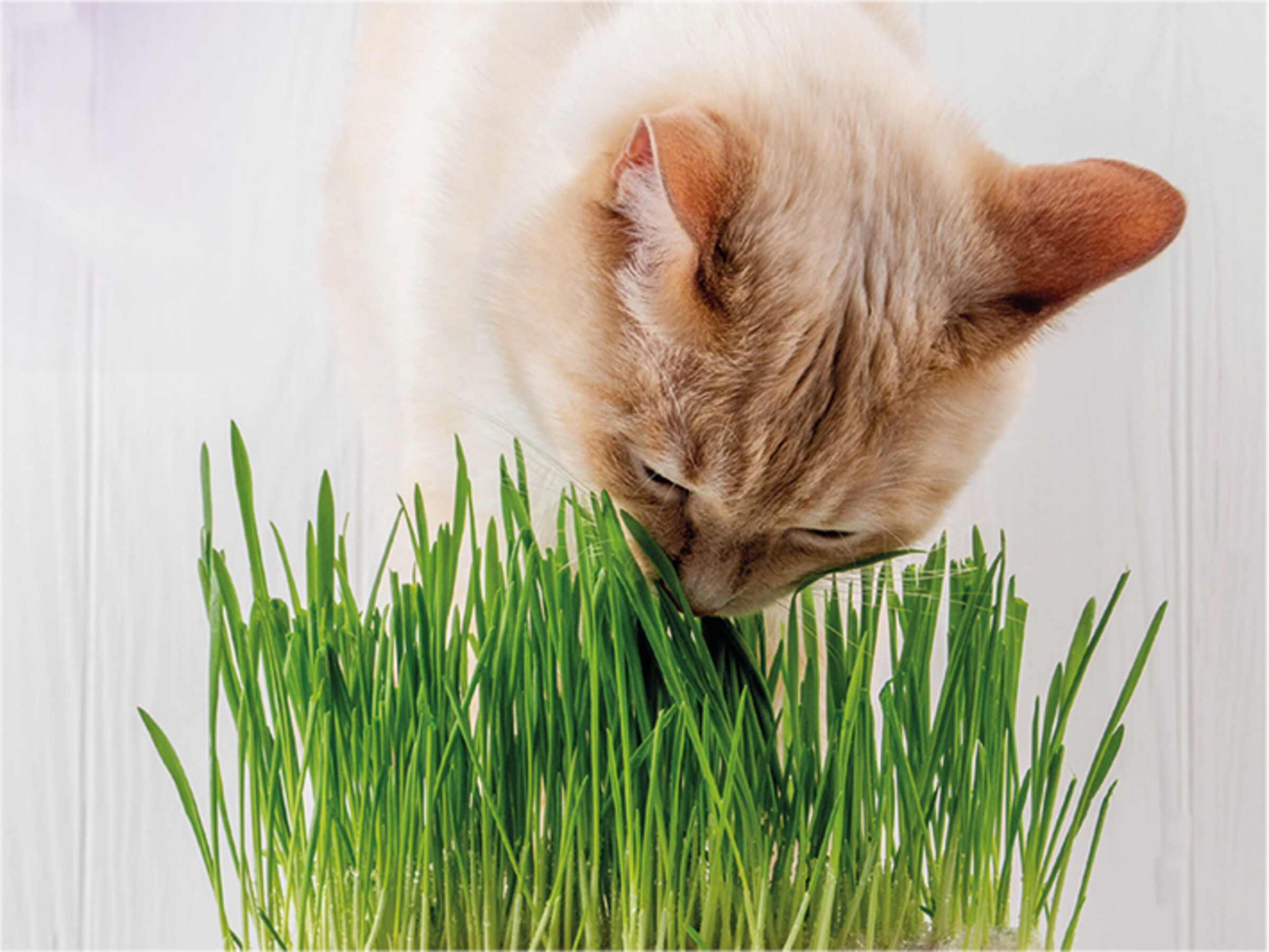 Vadigran Kattengras 170 g